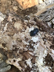 Tenebrioninae