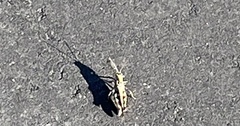 Oedaleus infernalis