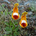 Calceolaria - Photo (c) Miguel Vieira, μερικά δικαιώματα διατηρούνται (CC BY), uploaded by Miguel Vieira