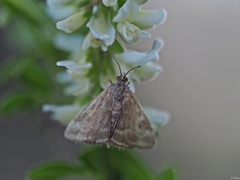Pyrausta despicata
