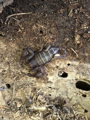 Euscorpius
