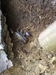 Euscorpius