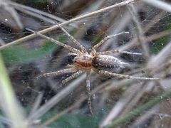 Allagelena gracilens