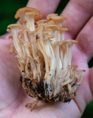 Agaricomycetes