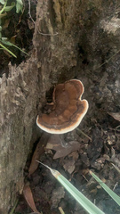 Ganoderma lobatum
