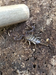 Euscorpius