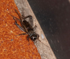 Eumodicogryllus bordigalensis