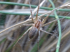Allagelena gracilens