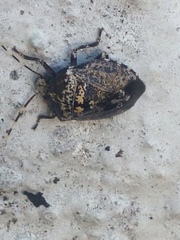 Antiteuchus mixtus