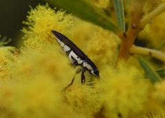 Rhinotia