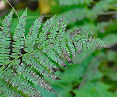 Athyrium angustum