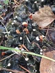 Peltigera polydactylon