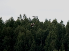 Haliaeetus albicilla