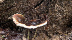 Ganoderma lobatum