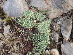 Saxifraga paniculata