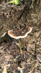 Ganoderma lobatum
