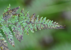 Athyrium angustum