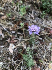 Scabiosa