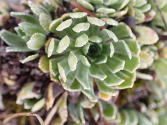 Saxifraga paniculata