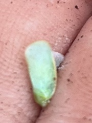 Flatormenis proxima