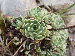 Saxifraga paniculata