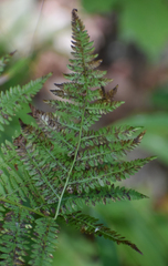 Athyrium angustum