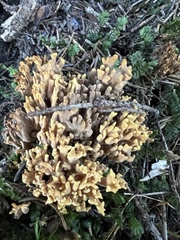 Clavulina cinerea