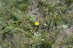 Taraxacum serotinum
