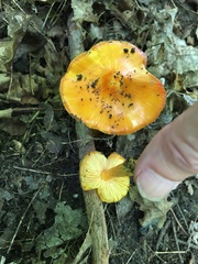 Hygrocybe acutoconica