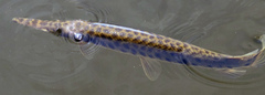 Lepisosteus platyrhincus