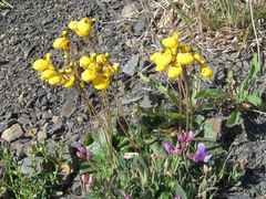 Calceolaria biflora