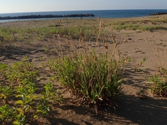 Ischaemum anthephoroides