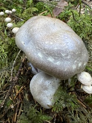 Cortinarius camphoratus