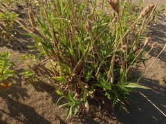 Ischaemum anthephoroides