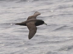 Procellaria aequinoctialis