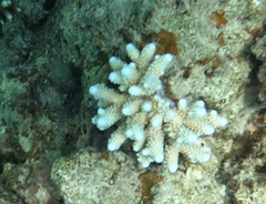 Acropora