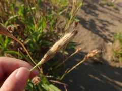 Ischaemum anthephoroides