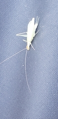 Oecanthus