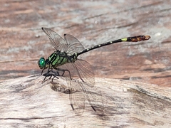 Gomphidae