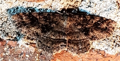 Melanolophia canadaria