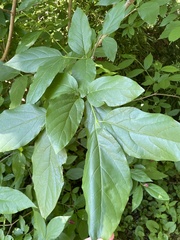 Calycanthus