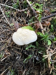 Hydnum repandum