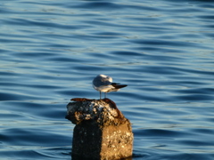 Leucophaeus atricilla