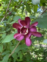 Calycanthus