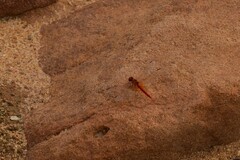 Diplacodes haematodes