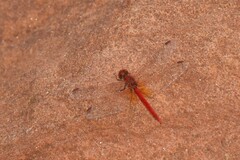 Diplacodes haematodes