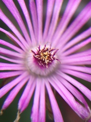 Lampranthus filicaulis