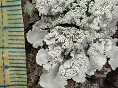 Flavoparmelia caperata