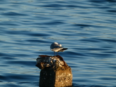Leucophaeus atricilla