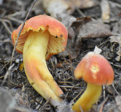 Hygrocybe punicea